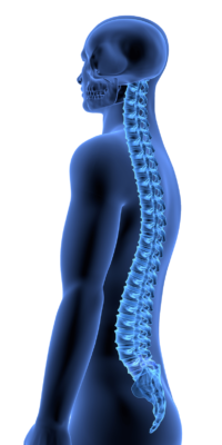 rsz_spineguy-1 rsz_spineguy-1